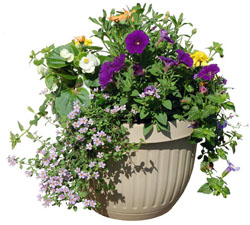 Container garden.