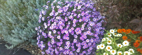 Flowers