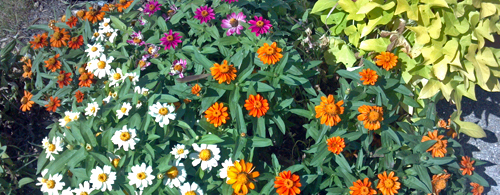 Flowers