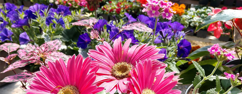 Flowers