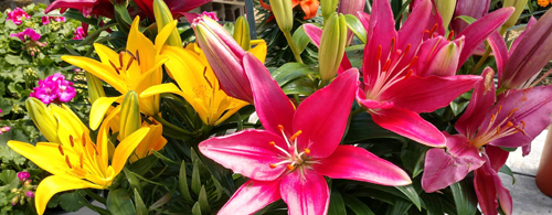 Flowers